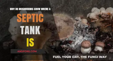 Why Mushrooms Thrive Near Septic Tanks: Uncovering the Surprising Connection