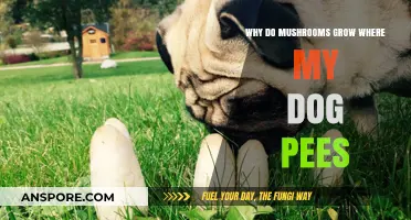 Why Mushrooms Thrive in Dog Urine Spots: Unveiling the Fungal Mystery