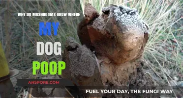 Why Mushrooms Thrive in Dog Poop: Unveiling the Surprising Connection