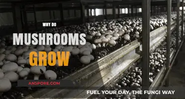 Why Mushrooms Thrive: Unveiling the Secrets of Fungal Growth