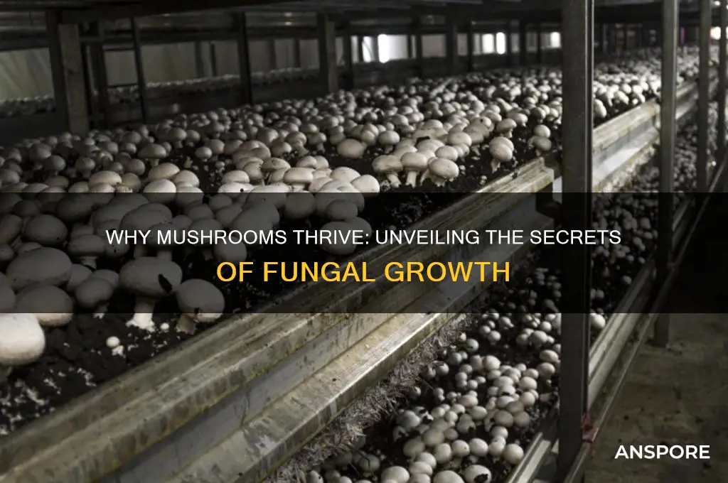 why do mushrooms grow