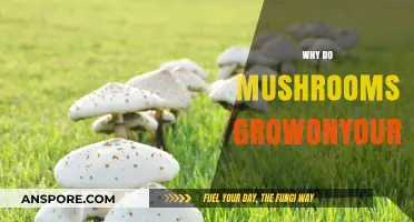 Mushrooms on Your Lawn: What's the Deal?