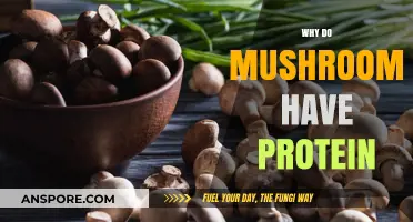 Mushrooms: Nature's Protein-Packed Superfood