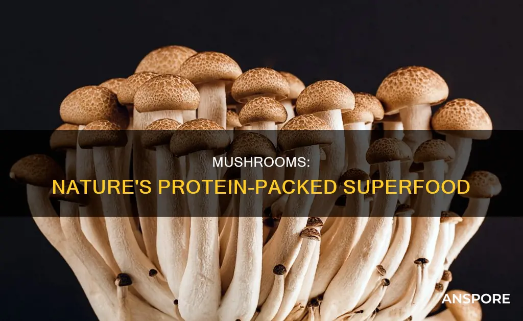 why do mushrooms have protein