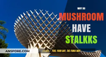 The Evolution of Stalks in Mushrooms: Why and How?