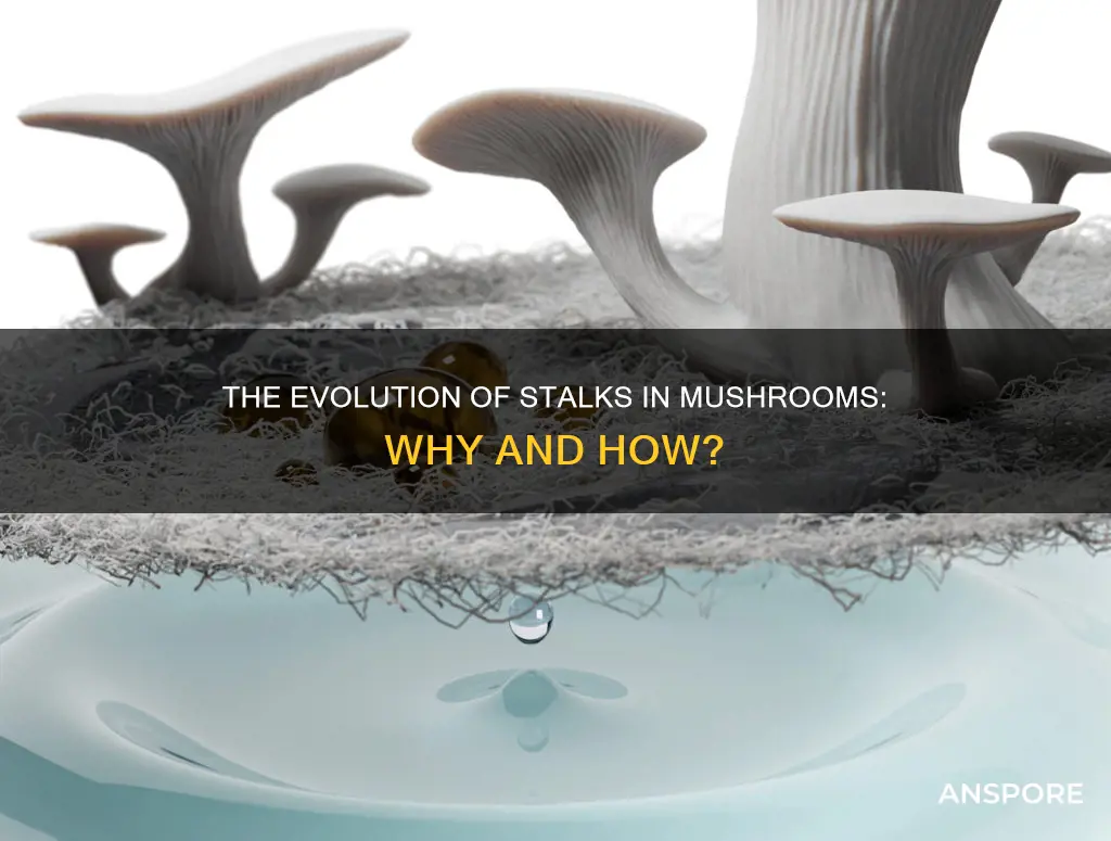 why do mushrooms have stalkks