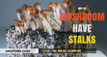 The Evolution of Stalks in Mushrooms