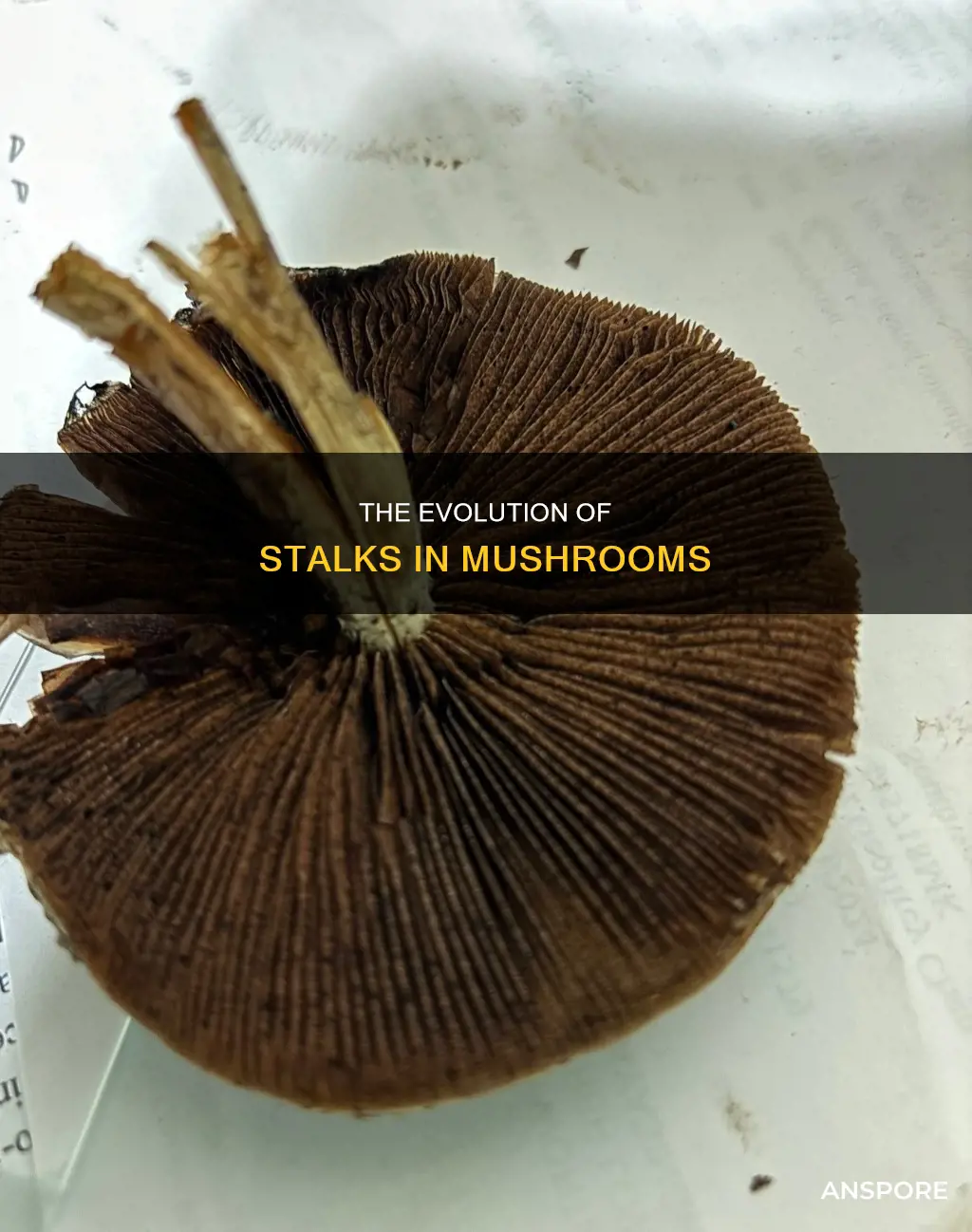 why do mushrooms have stalks