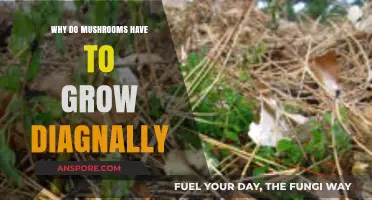 Why Mushrooms Grow Diagonally: Unveiling the Surprising Science Behind It