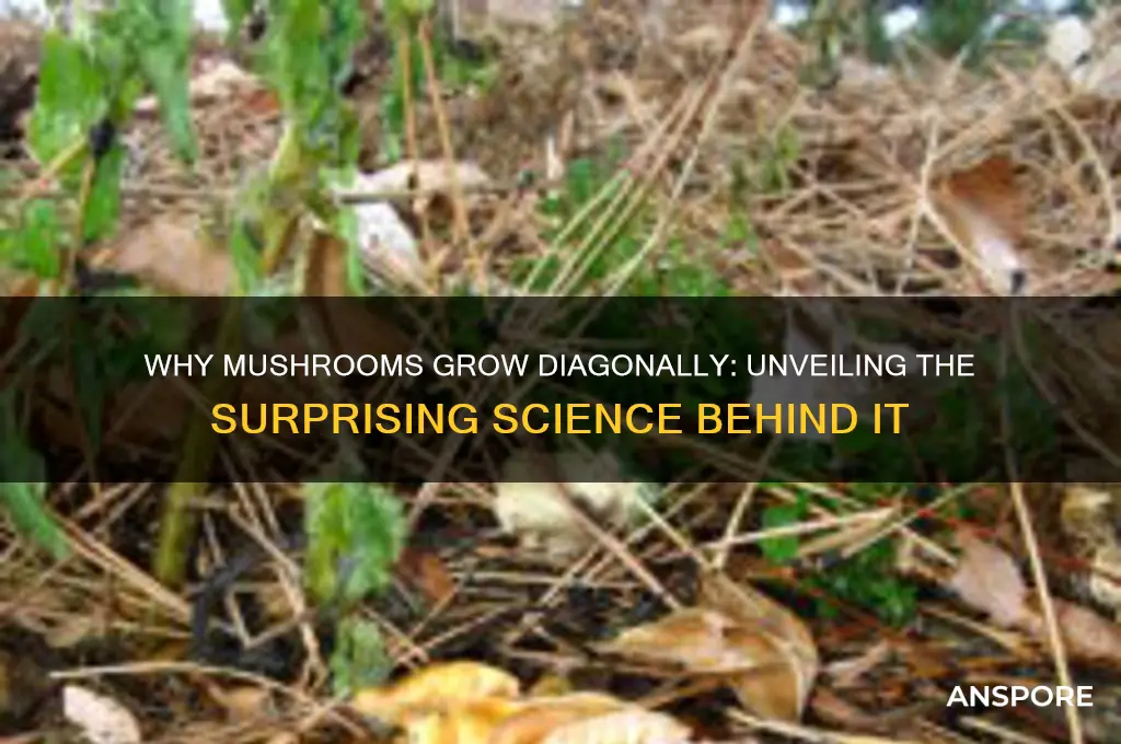 why do mushrooms have to grow diagnally