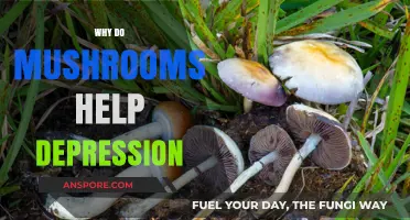 Mushrooms: Natural Treatment for Depression