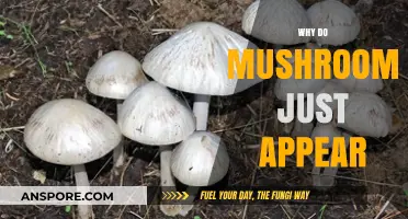 Mushrooms: Nature's Mysterious Overnight Growth Spurt
