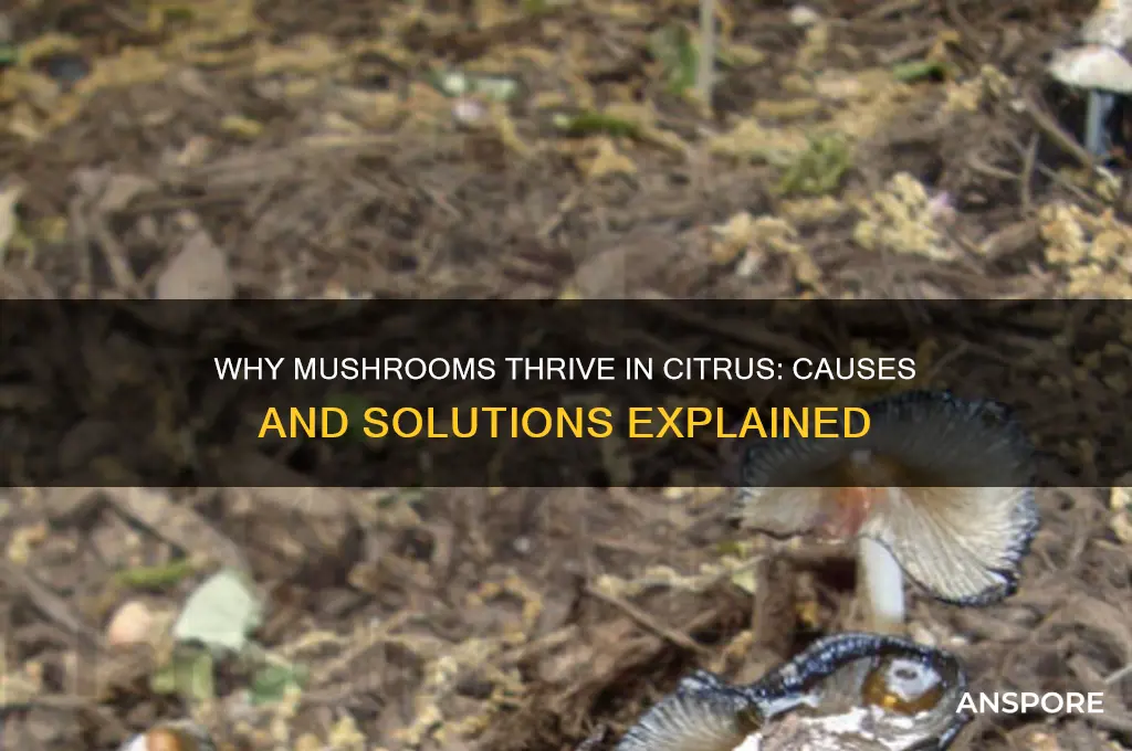 why do mushrooms keep growing in my citrus