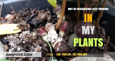 Mushroom Invasion: Understanding Why Fungi Thrive in Your Plant Soil