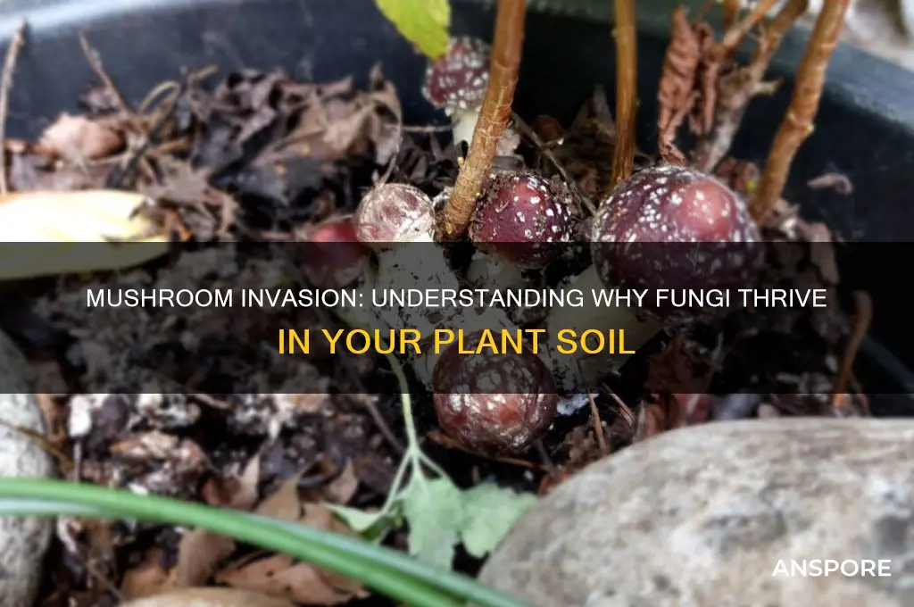 why do mushrooms keep growing in my plants