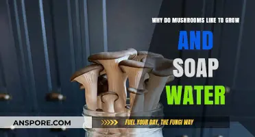 Mushrooms and Soapy Water: Unraveling Their Surprising Growth Connection