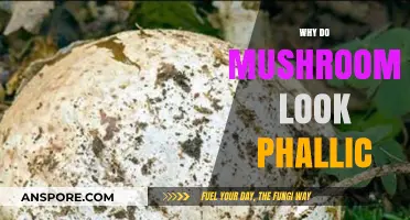 The Phallic Mushroom: Nature's Design Mystery