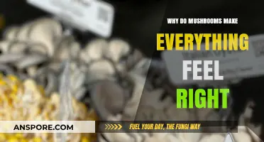 Mushrooms' Magic: How Fungi Elevate Moods and Restore Inner Balance