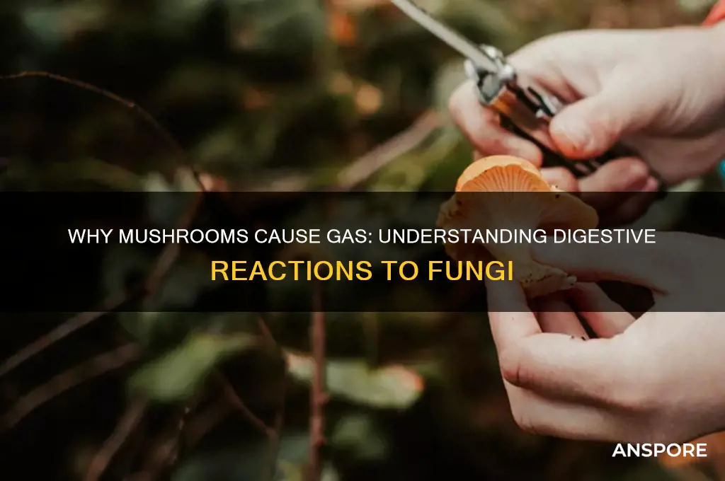 why do mushrooms make me gassy