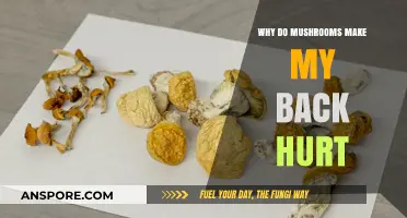 Mushrooms and Back Pain: Unraveling the Unexpected Connection