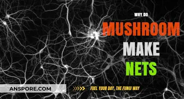 Why Mushrooms Create Intricate Underground Nets: Unveiling the Mycelium Mystery
