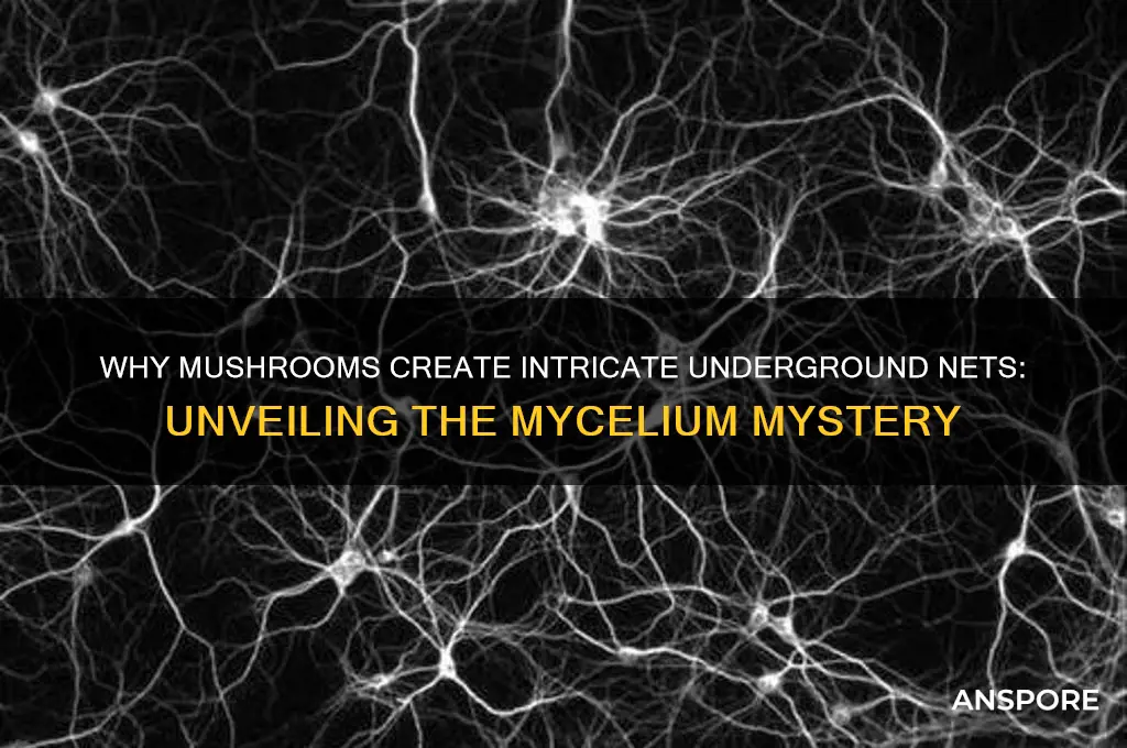 why do mushrooms make nets
