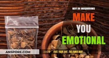 Mushrooms and Mood: Unraveling the Emotional Effects of Fungi