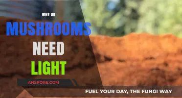 Mushrooms and Light: A Complex Relationship