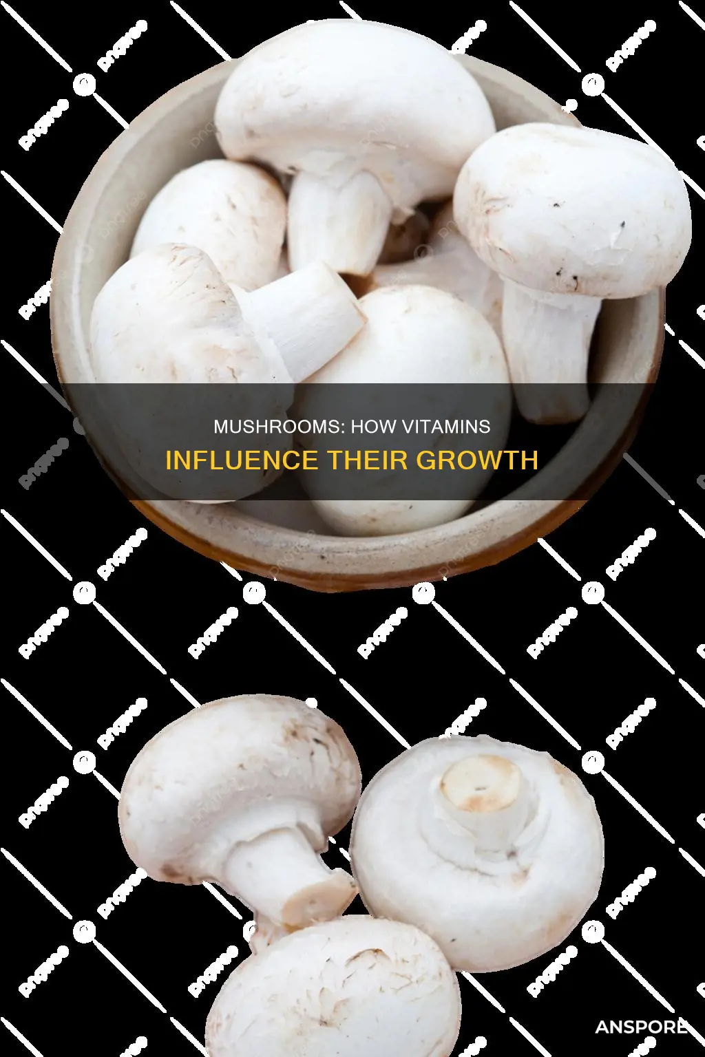 why do mushrooms need vitamins