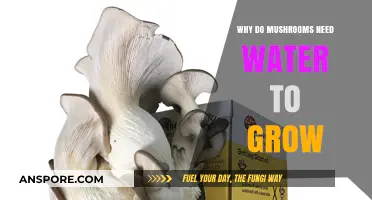 Why Mushrooms Thrive with Water: Essential Growth Secrets Revealed