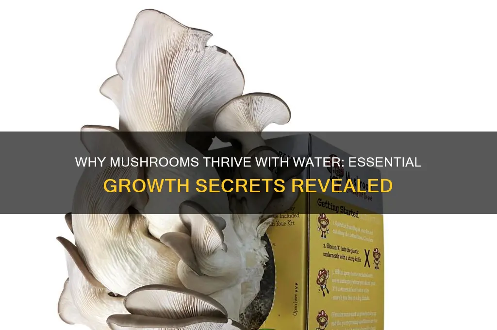 why do mushrooms need water to grow