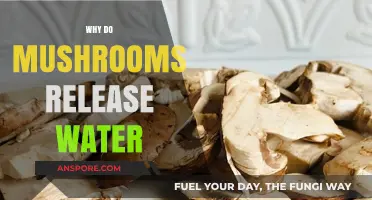 Mushrooms: Hydrating Secrets of Forest Fungi