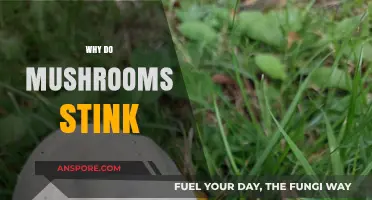 Mushrooms' Stink: Unveiling the Rotting Smell Mystery
