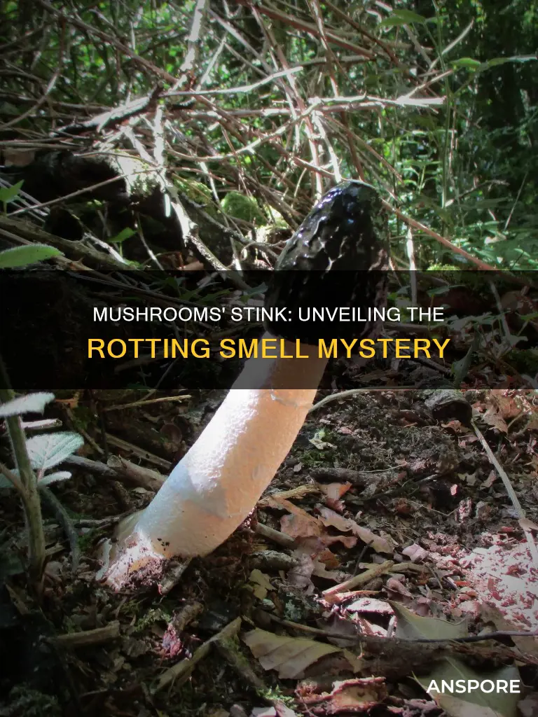 why do mushrooms stink