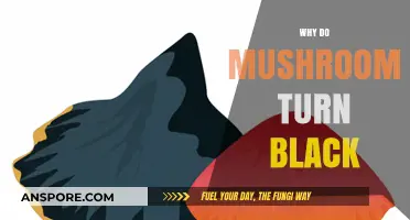 Mushrooms: Why Do They Turn Black?