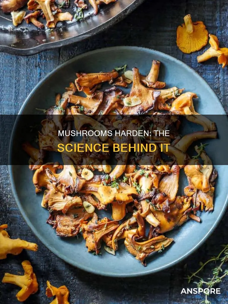why do mushrooms turn hard