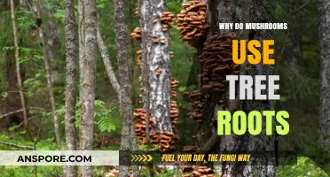 Mushrooms and Tree Roots: A Symbiotic Relationship Explained
