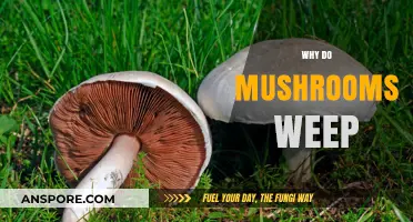 Mushrooms Weep: What's Behind This Phenomenon?