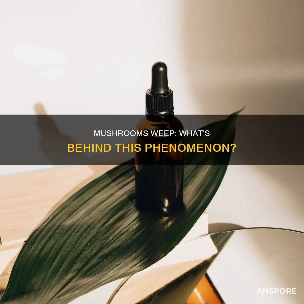 why do mushrooms weep