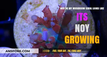 Troubleshooting Mushroom Coral Growth: Common Issues and Solutions