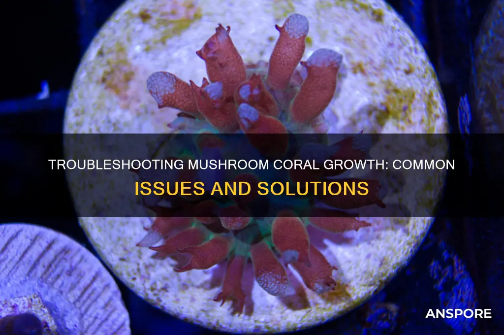 why do my mushroom coral looks like its noy growing