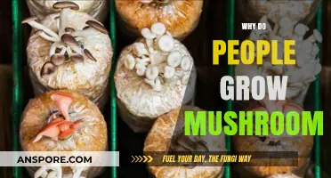 Exploring the Fascinating Reasons Behind Mushroom Cultivation and Popularity