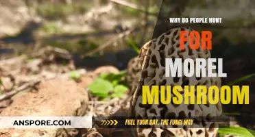 The Allure of Morel Mushrooms: Why Hunters Seek This Spring Treasure
