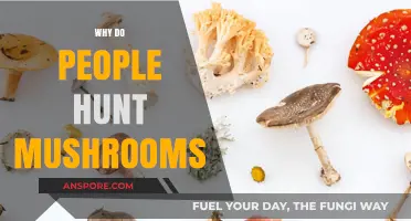 Mushroom Hunting: A Forager's Adventure and Discovery