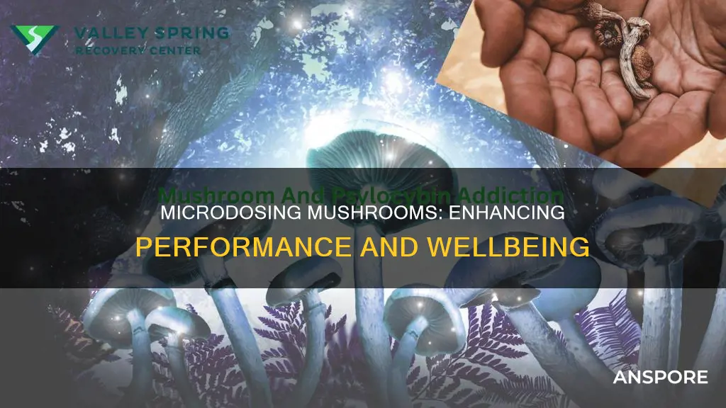 why do people microdose mushrooms