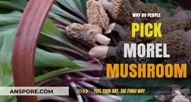 Why Morel Mushrooms Are a Forager's Favorite: Unveiling the Appeal