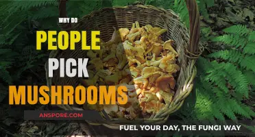 Mushroom Picking: A Foraging Adventure for Foodies