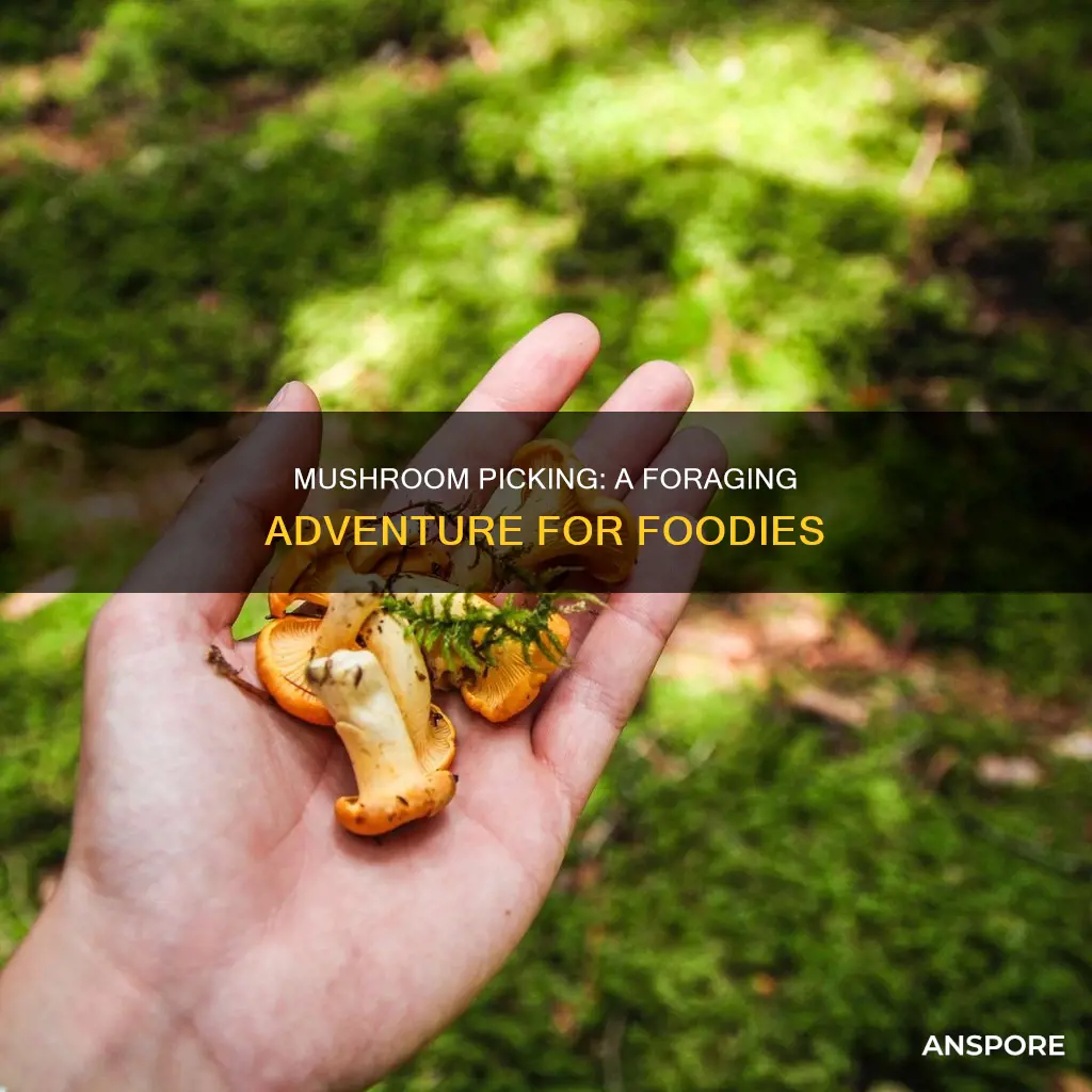 why do people pick mushrooms