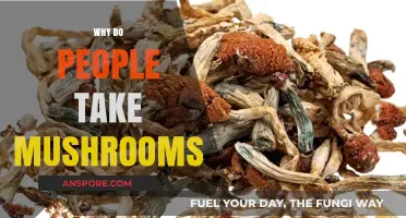 Exploring the Mind: Magic Mushrooms