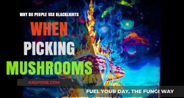 Blacklights and Mushrooms: Unveiling the Secret to Safe Foraging
